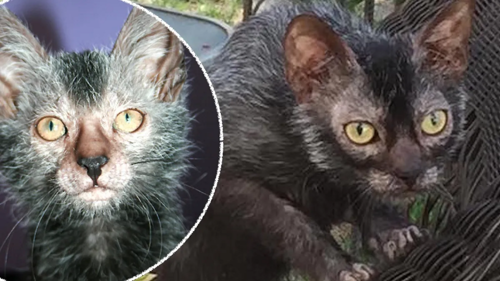 Кошки-оборотни: обзор самой странной и устрашающей породы в мире