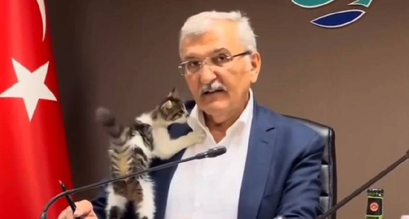 Котёнок стал звездой совещания в Турции