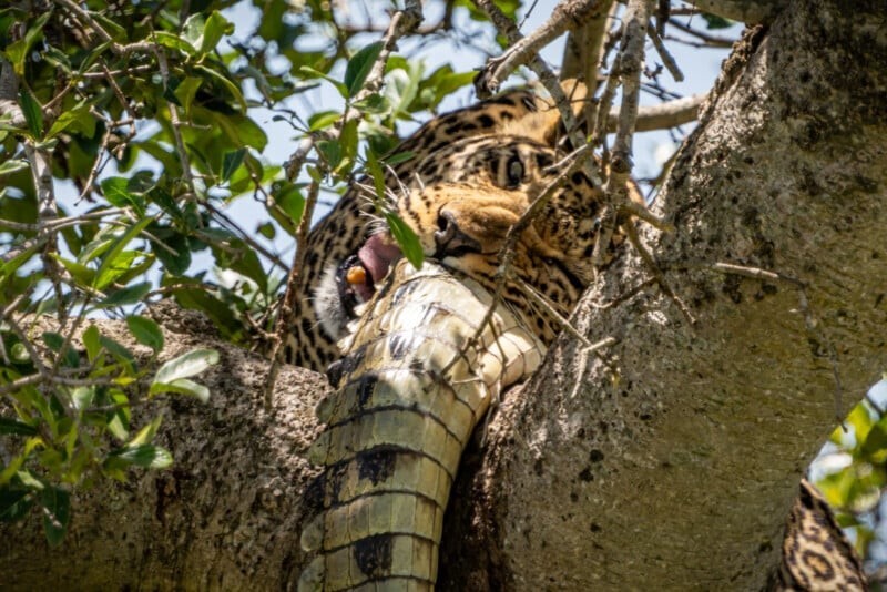Фотограф заснял леопарда, поедающего крокодила на дереве