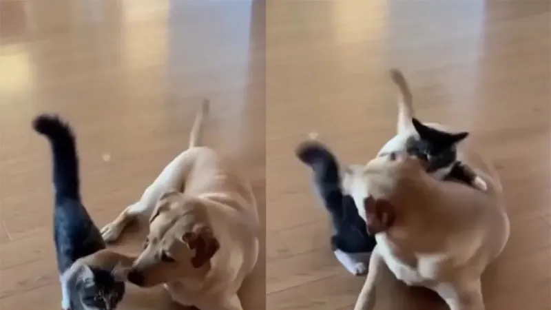«Ты быканул?»: пёс решил по-братски обнять кота, но тот всё понял иначе