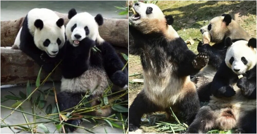 Китай забирает 3 из 5 панд из бельгийского зоопарка