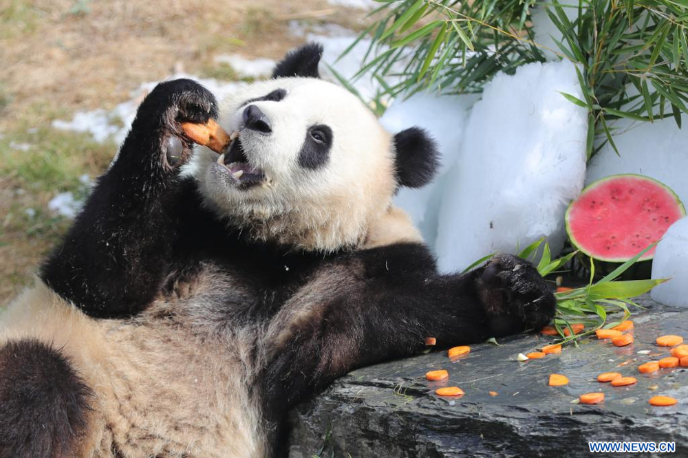 Китай забирает 3 из 5 панд из бельгийского зоопарка