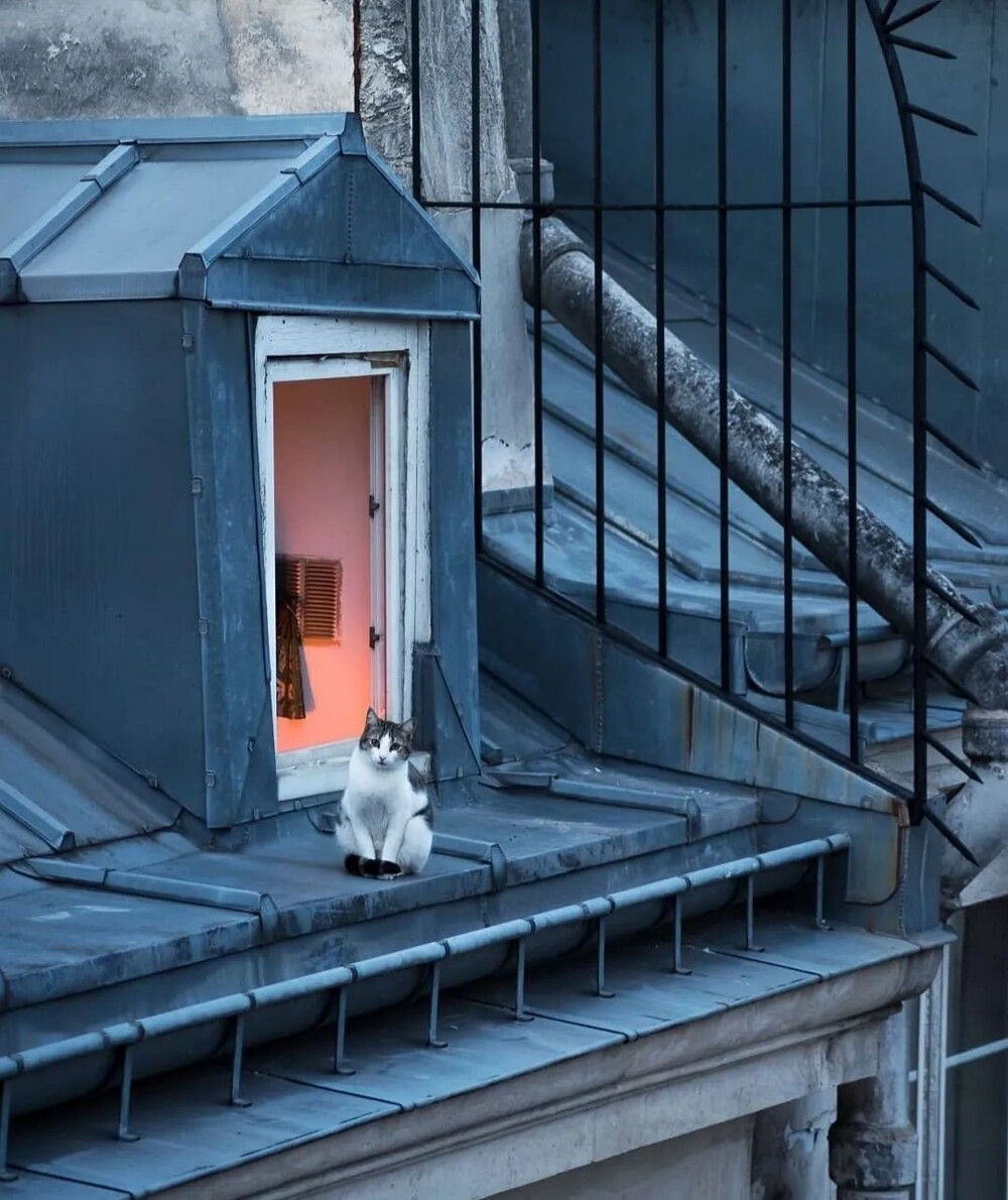 Кот, который живёт на крыше