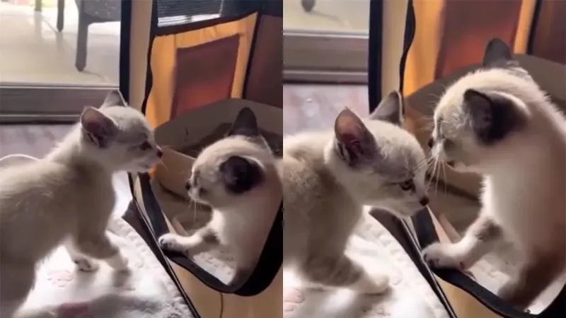 Cерьёзный разговор двух котят