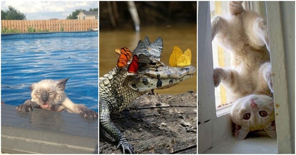 25 лучших фото-доказательств, что животные жутко похожи на людей