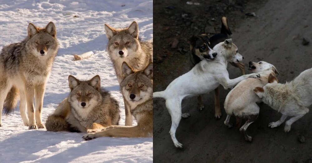 Почему собаки устраивают бесстыжие свадьбы, а у волков такого нет?