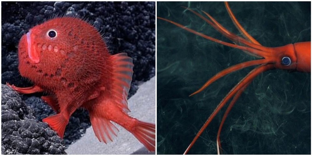 Учёные нашли у берегов Чили более 100 новых морских существ