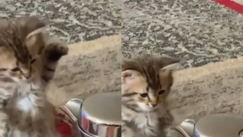 Схватка котёнка с чайником