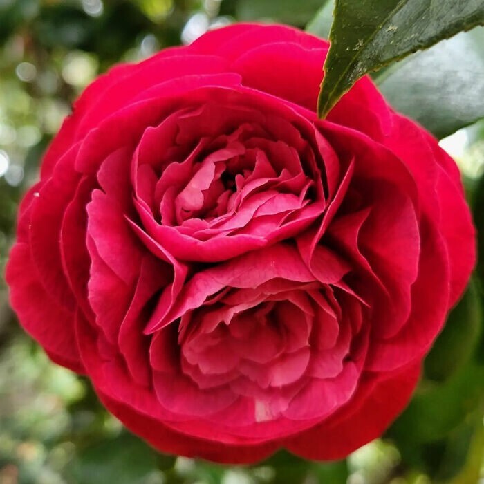 8. Фасциированная роза
