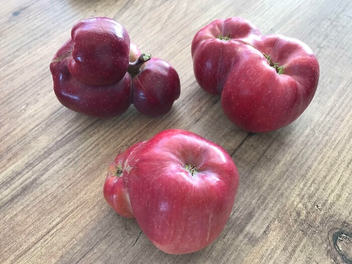25. «Вот такие у нас выросли двойные и тройные яблоки»