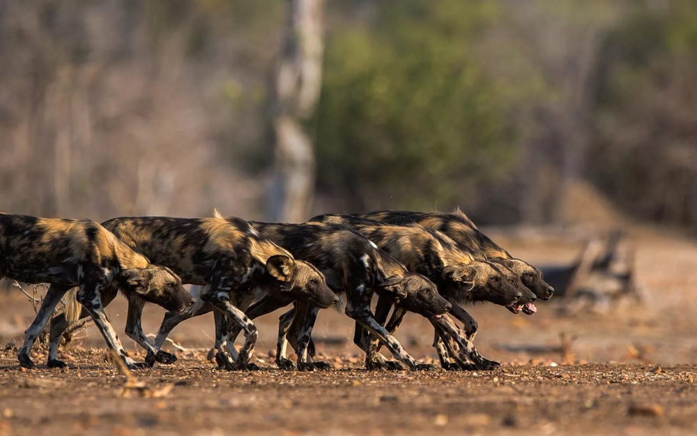 Гиеновидные собаки: как лучшие хищники Африки уделали львов, леопардов и гепардов