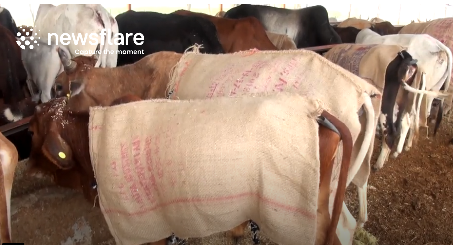 В Индии выдают пистолет за одеялко для коровы