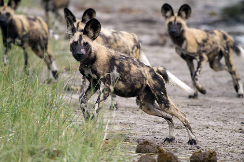 Гиеновидные собаки: как лучшие хищники Африки уделали львов, леопардов и гепардов