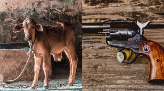 В Индии выдают пистолет за одеялко для коровы