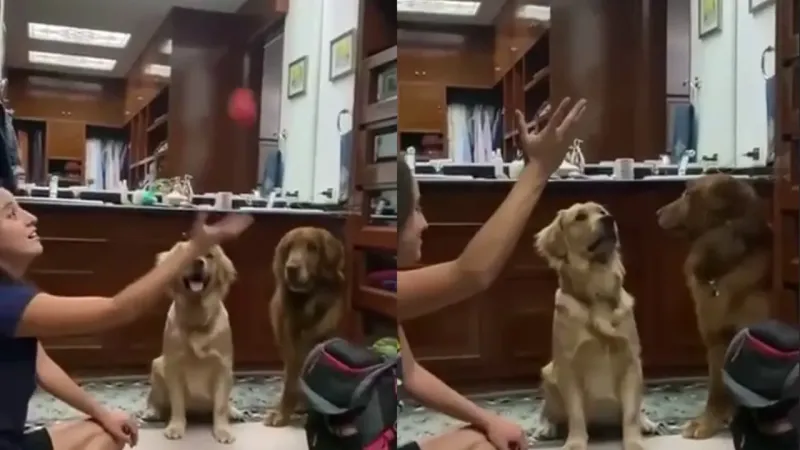 Реакция собак на исчезновение мячика