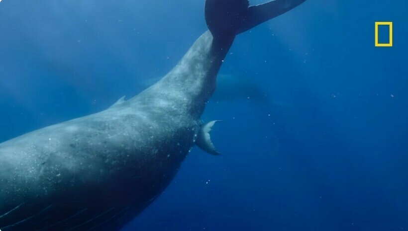 Операторы впервые сняли, как горбатый кит появляется на свет