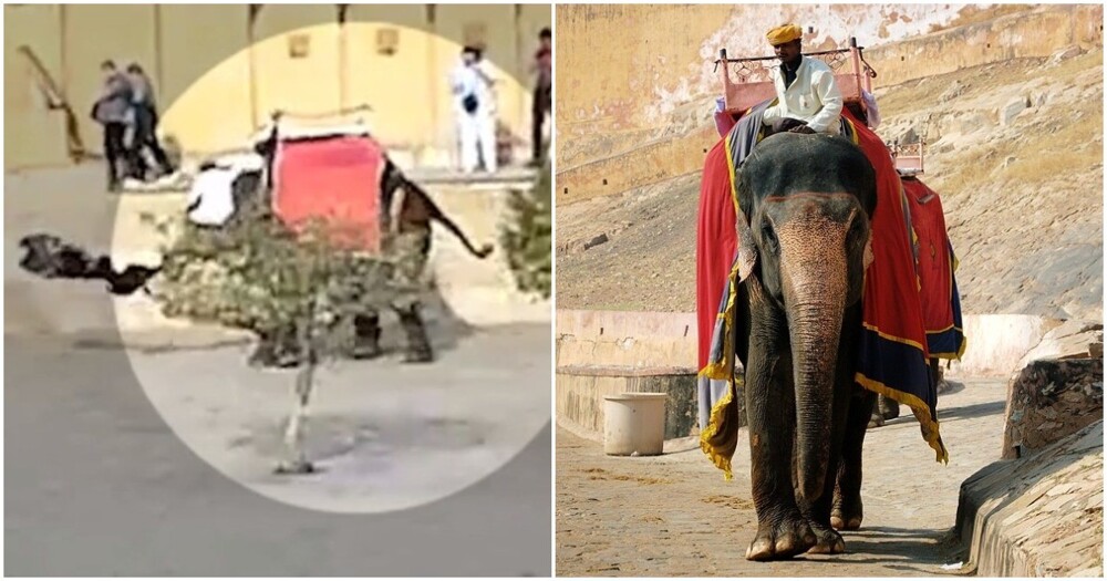 Нападение индийского слона на российскую туристку попало на видео