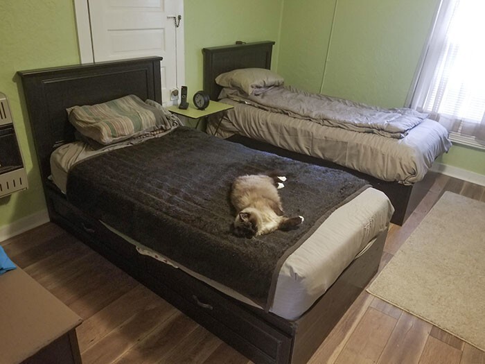 11. «Моя бабушка купила вторую кровать специально для своей кошки»