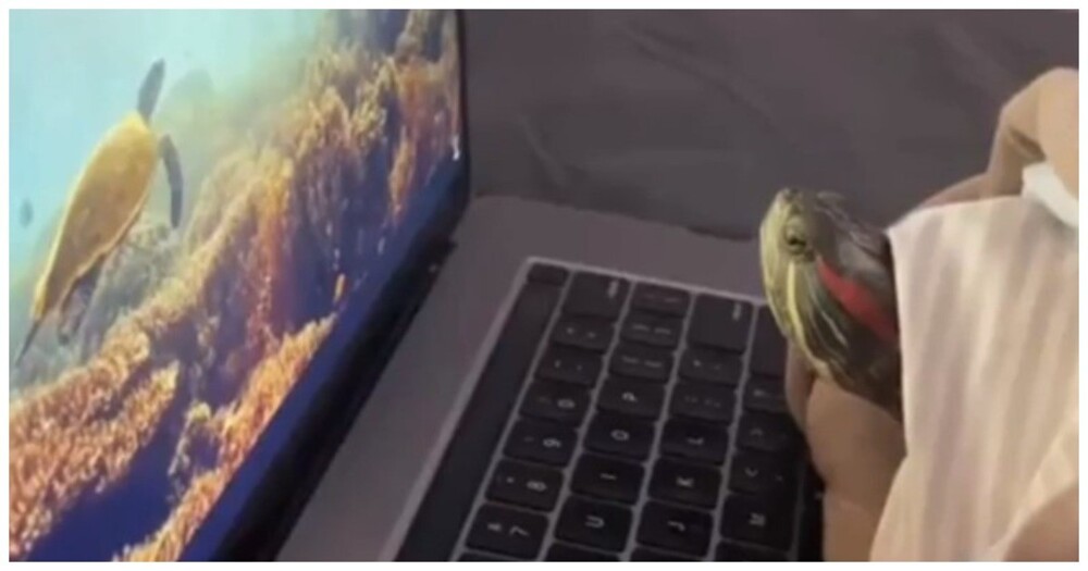 Черепаха испугалась акулы на экране ноутбука 
