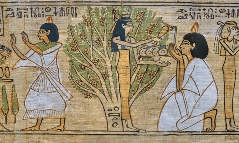 Не только для суши: васаби помогает сохранить древние папирусы