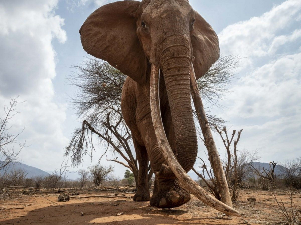 Топ-5 животных с самыми большими зубами. Кому проиграл огромный слон с бивнями 2,5 метра?