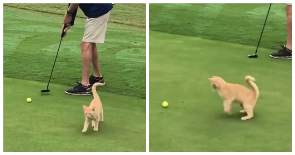 Котёнок вмешался в матч по гольфу