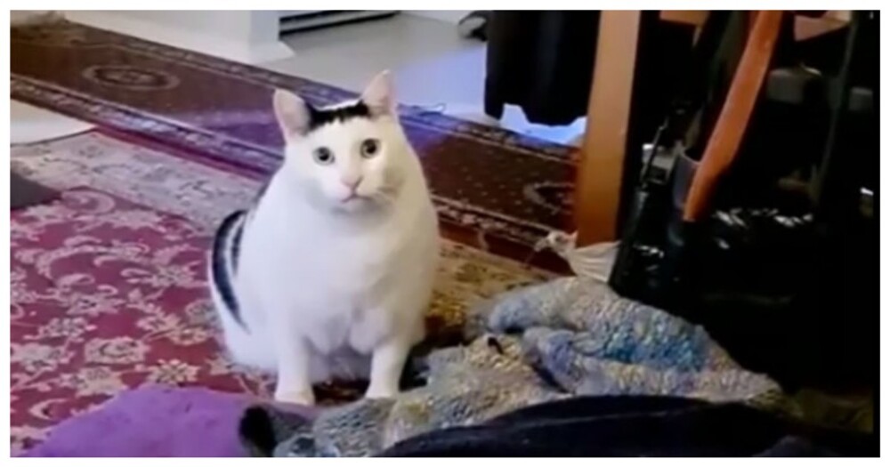 Полное видео с мяукающим и кивающим головой котом