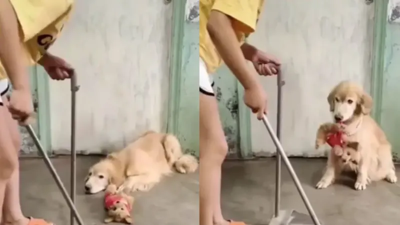 «Этого не выкидываем»: пёс спас своего младшего товарища от хозяйки