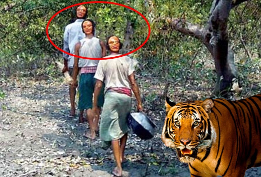 4. В Индии крестьяне носят маски на затылке, потому что бенгальские тигры не нападают на тех, кто смотрит им в глаза