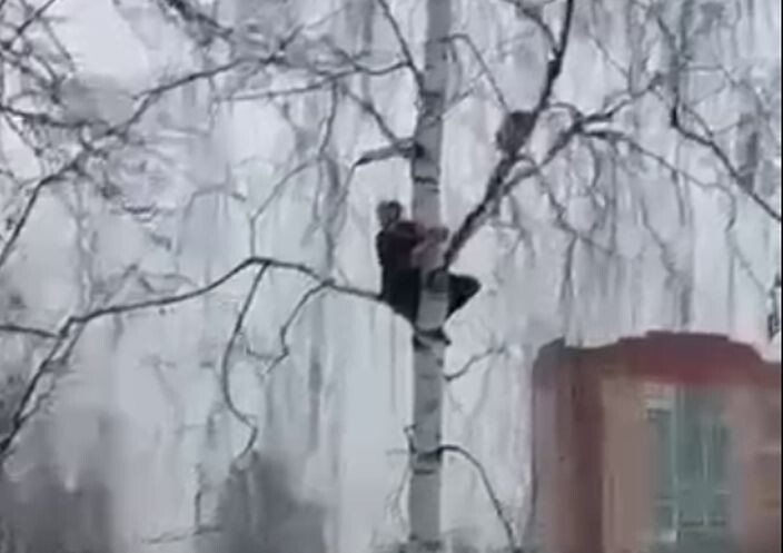 В Подмосковье девушка попыталась спасти кота с дерева, на котором в итоге сама же застряла