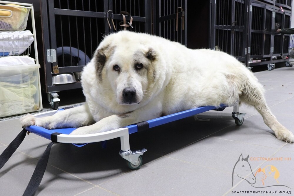 Самый толстый пёс России смог похудеть на 40 килограмм