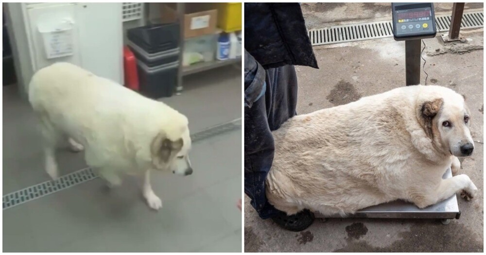 Самый толстый пёс России смог похудеть на 40 килограмм