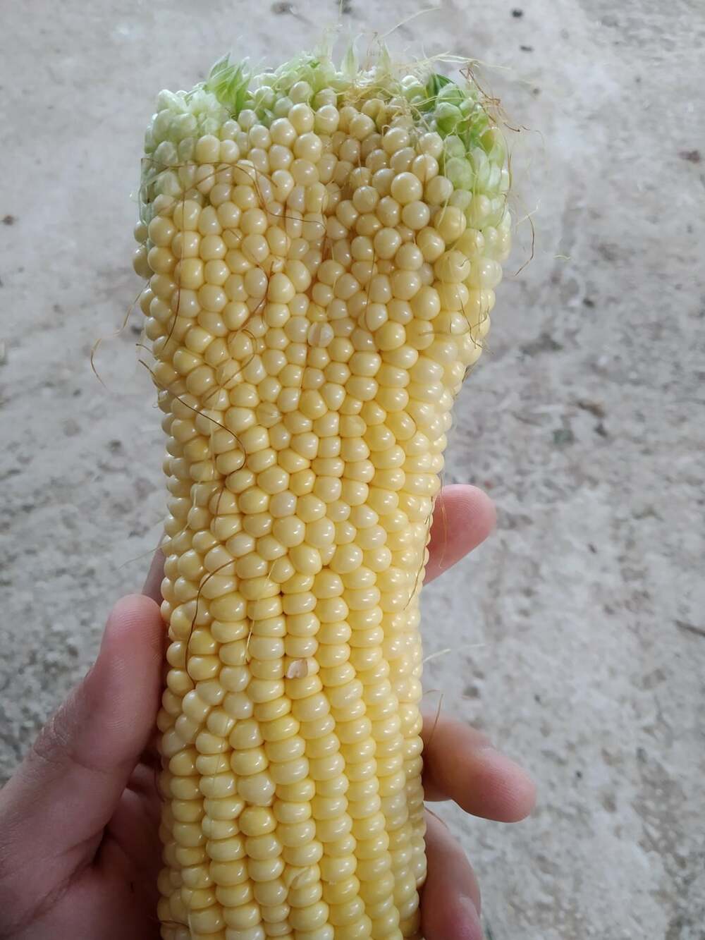 Раздвоенная кукуруза
