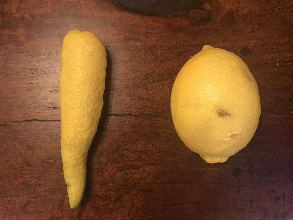 Лимон, напоминающий по форме морковку
