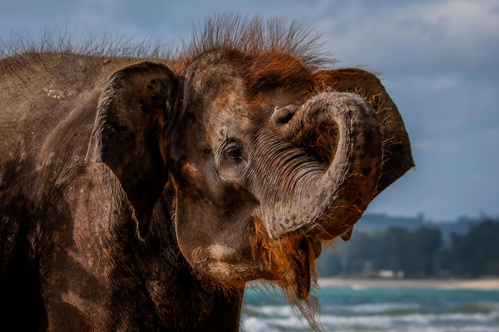 Феномен волосатых слонят: неужели наследие мамонтов ещё живо?
