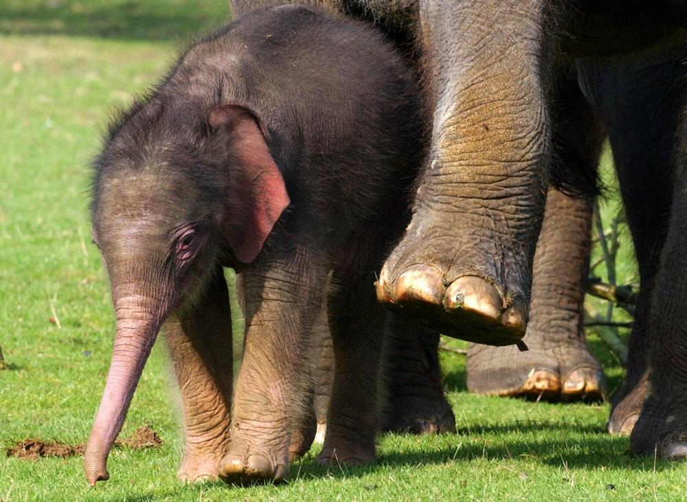 Феномен волосатых слонят: неужели наследие мамонтов ещё живо?