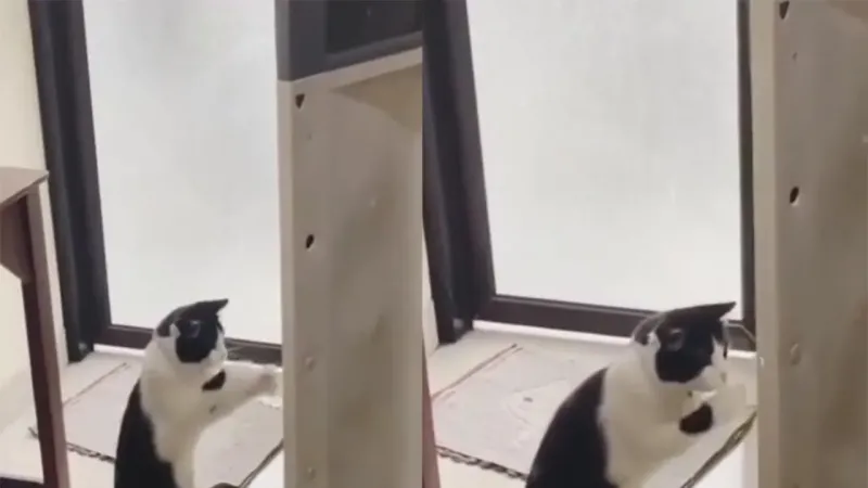 «Сдавайся!»: котейка устроил боксерский поединок с дверью и был неподражаем
