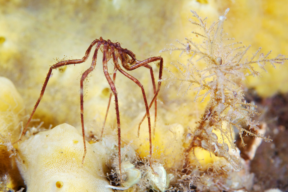 Глубоководья скрывают от нас гигантских морских пауков