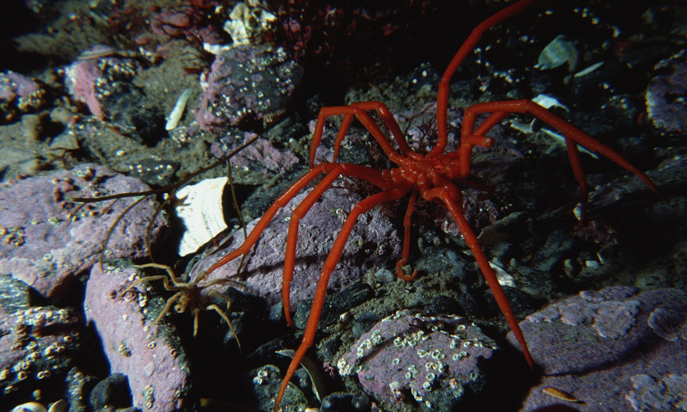 Глубоководья скрывают от нас гигантских морских пауков