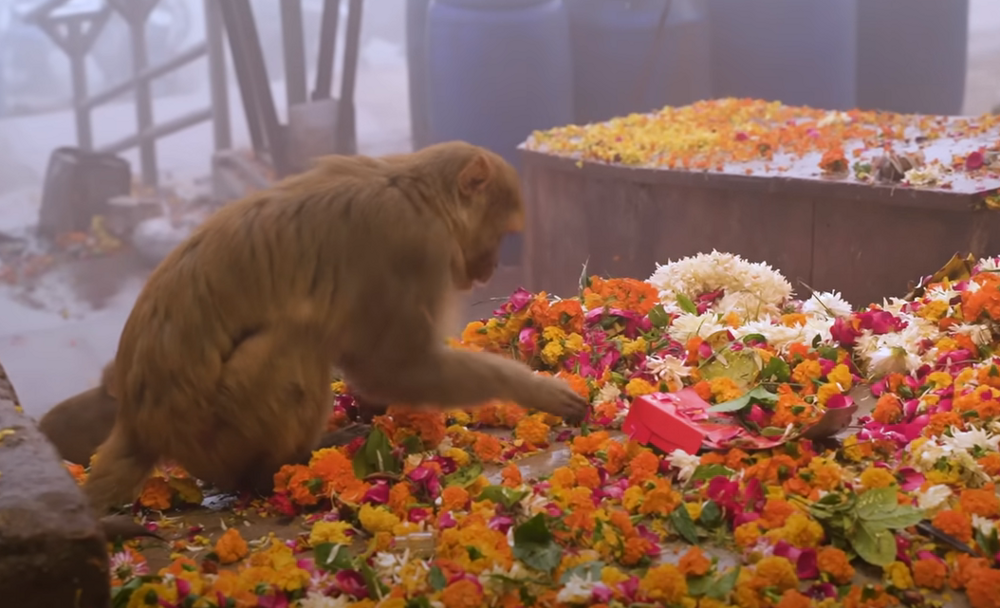 Куда деваются миллионы цветов с индийских фестивалей