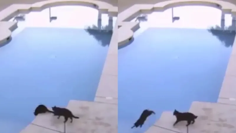Кот принял незапланированные водные процедуры