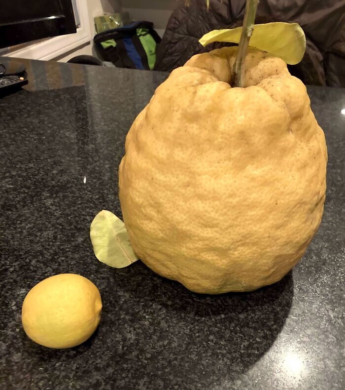 9. «Подумал, что вам понравится этот гигантский лимон весом 2,3 кг. Плод с дерева, которое растет у моей невестки во дворе. Лимон обычного размера для масштаба»