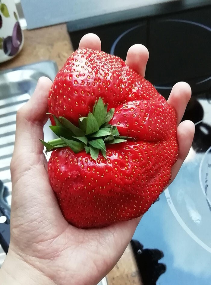 12. «Вот это ягодка!»