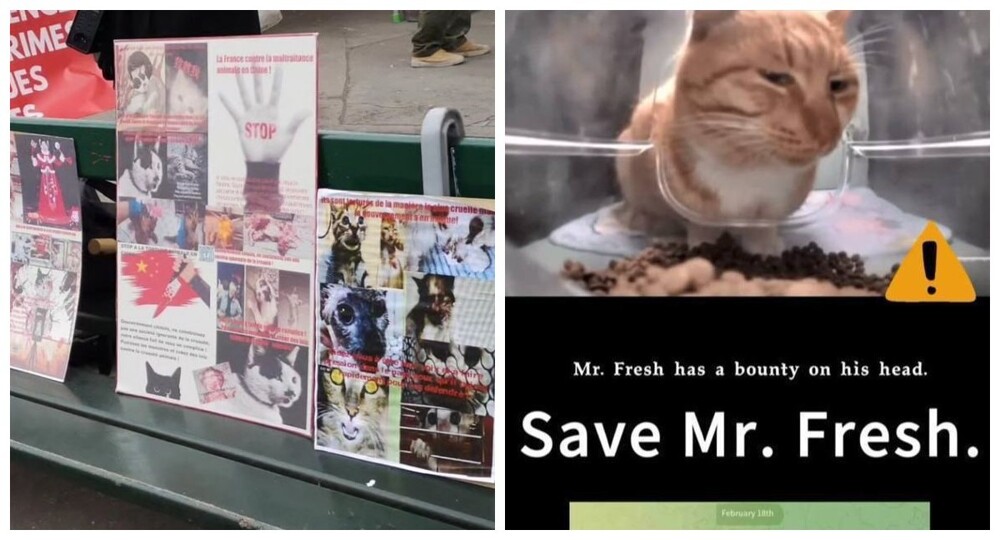 Зоозащитники призвали правительство Китая остановить пытки кошек