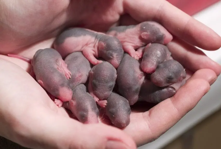 Клиент маркетплейса получил ботинки с новорожденными мышатами