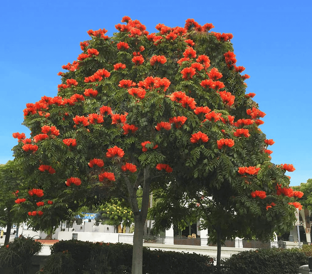 Спатодея колокольчатая или африканское тюльпанное дерево