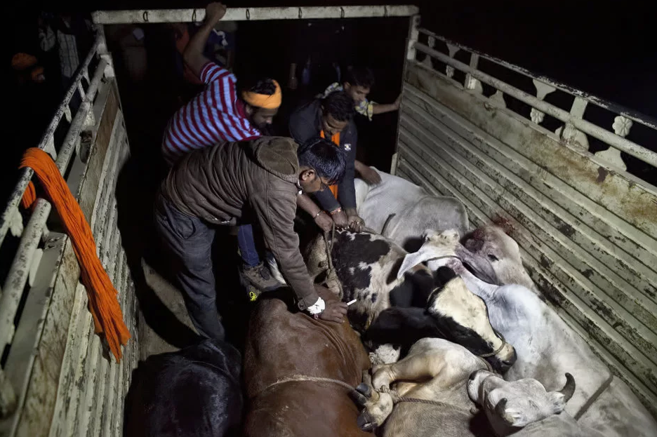 В Индии орудуют коровьи мстители