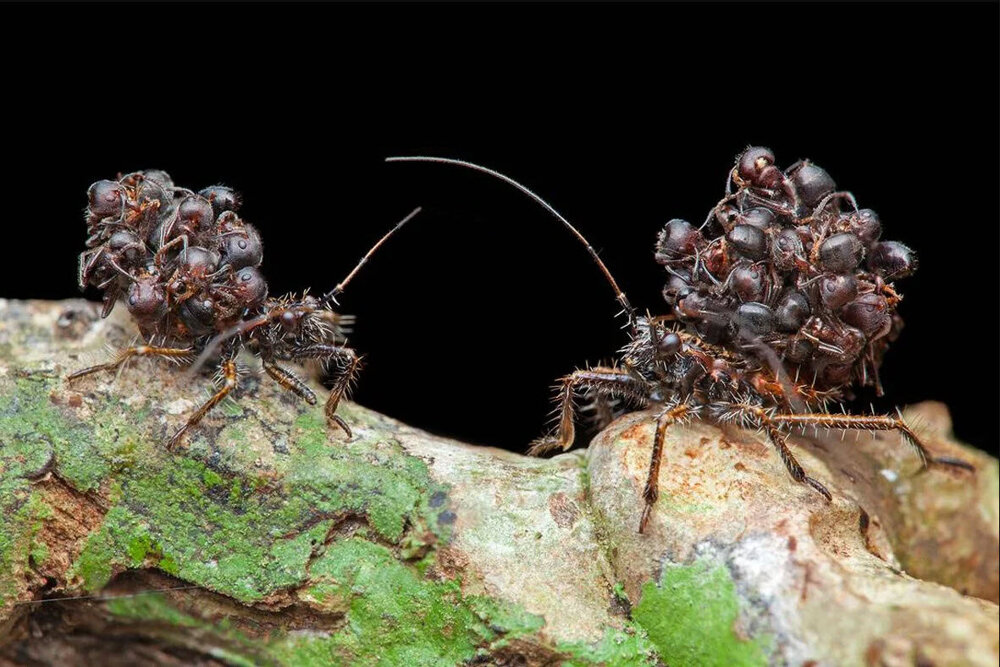 Повелитель смерти в обществе муравьёв: что происходит, когда в улей приходит сборщик тел?