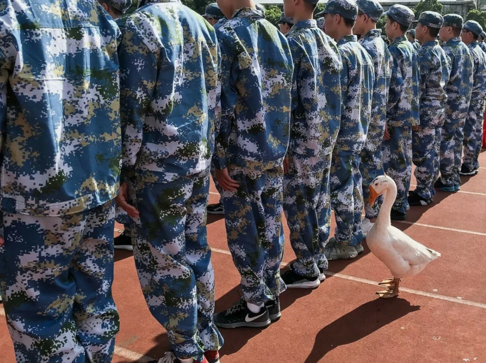 В Китайской армии служат 10 тысяч голубей
