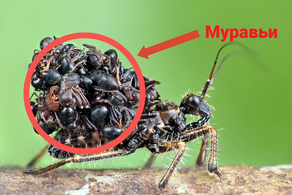 Повелитель смерти в обществе муравьёв: что происходит, когда в улей приходит сборщик тел?